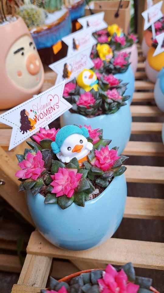 Hồng sao mix vịt vàng kèm túi-duoc-ban-tai-BiBo Garden
