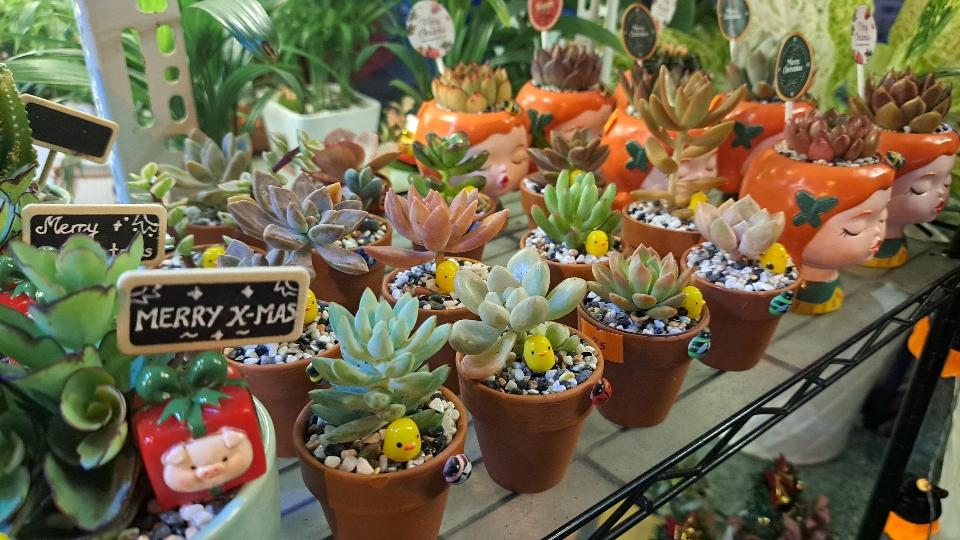 Sen mini chậu đất nung mix-duoc-ban-tai-BiBo Garden
