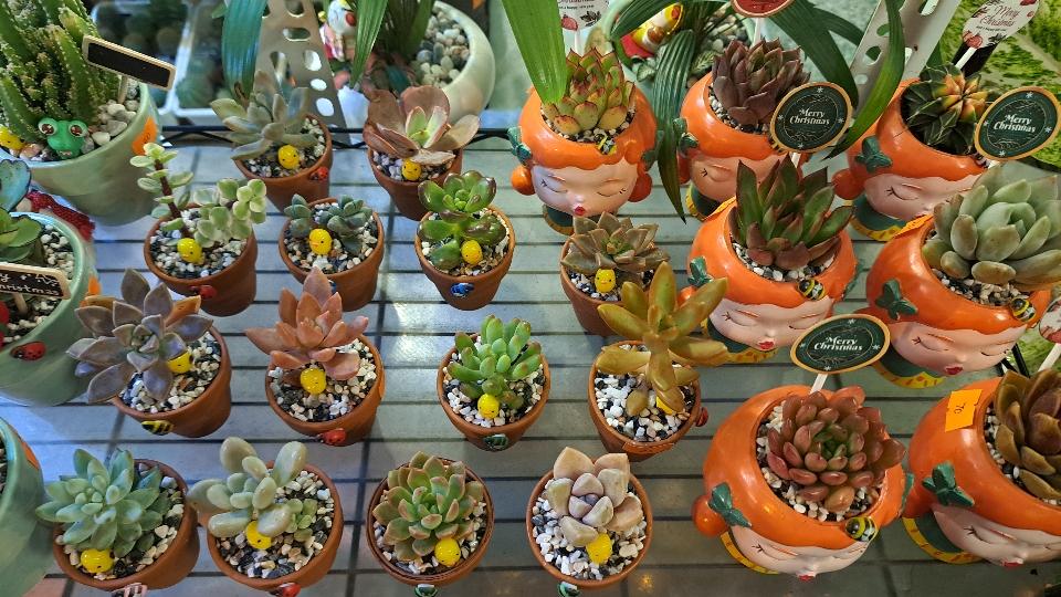 Sen mini chậu đất nung mix-duoc-ban-tai-BiBo Garden