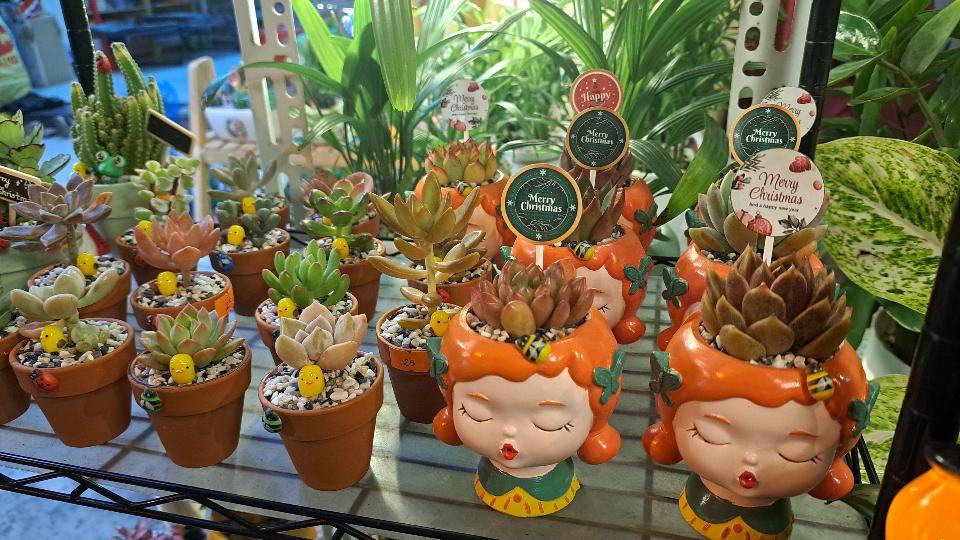 Sen mini bé tóc cam-duoc-ban-tai-BiBo Garden