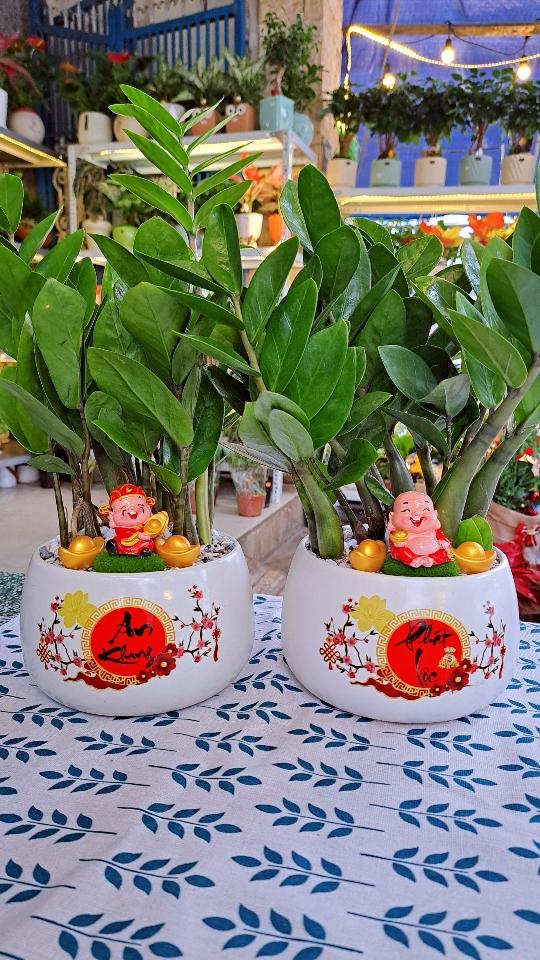 Kim tiền chậu in Tết-duoc-ban-tai-BiBo Garden