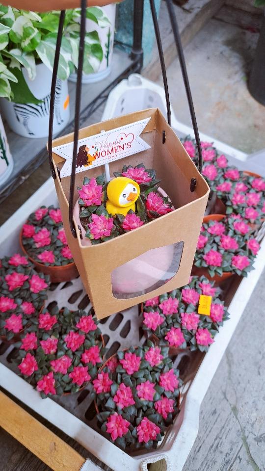 Hồng sao mix vịt vàng kèm túi-duoc-ban-tai-BiBo Garden