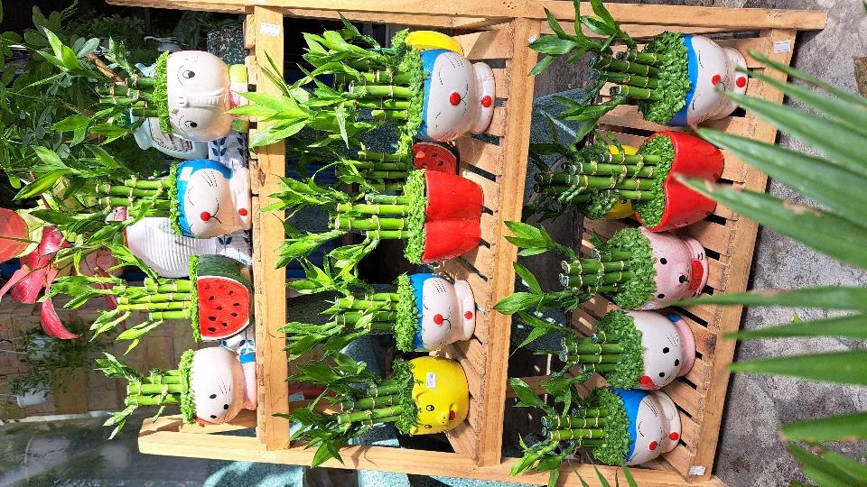 Trúc phát tài cỏ nhỏ-duoc-ban-tai-BiBo Garden
