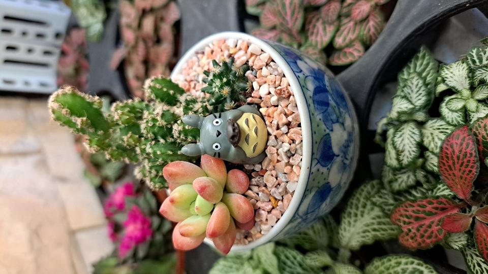 Sen đá,xương rồng chậu gốm nhật mix-duoc-ban-tai-BiBo Garden
