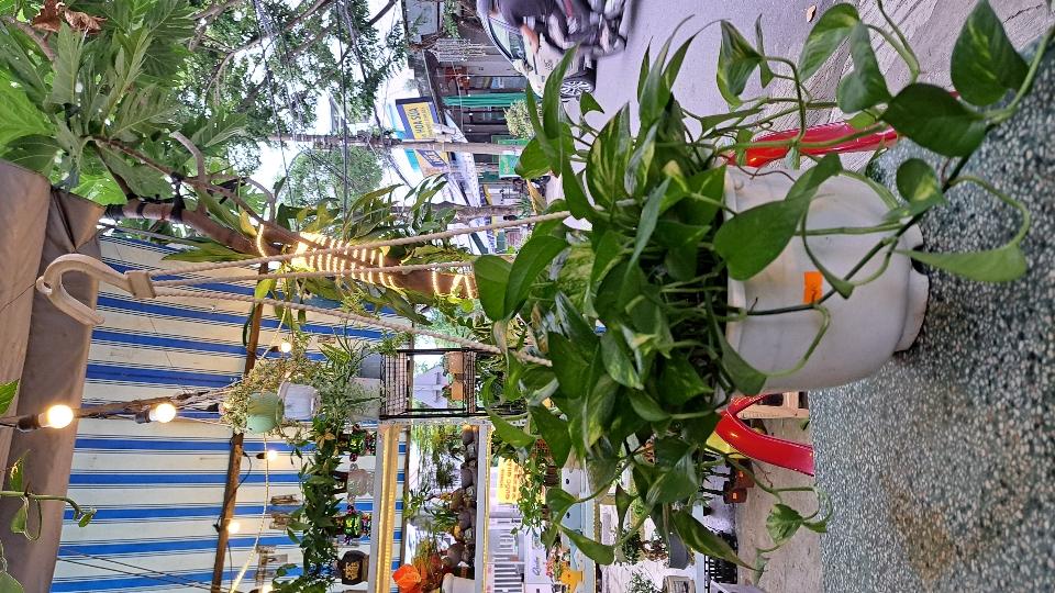 Trầu bà đóm chậu trắng-duoc-ban-tai-BiBo Garden