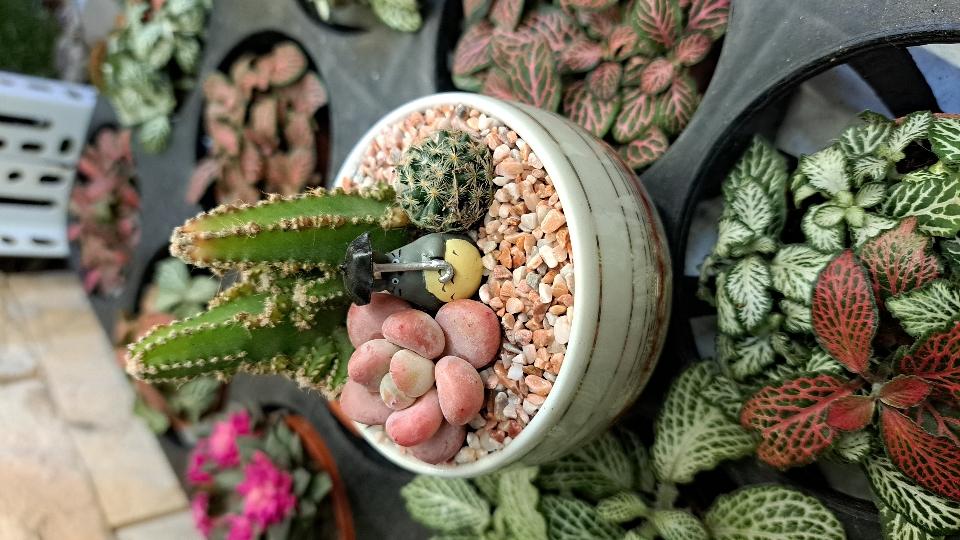 Sen đá,xương rồng chậu gốm nhật mix-duoc-ban-tai-BiBo Garden