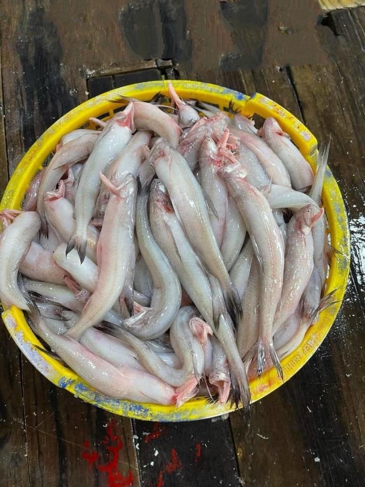 Cá khoai lưới 10-12con-duoc-ban-tai-Hải Sản Ngư Lộc