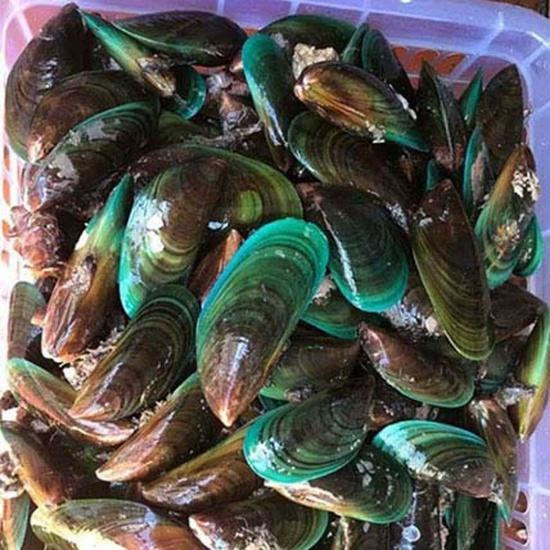 Vẹm Xanh-duoc-ban-tai-Hải Sản Ngư Lộc