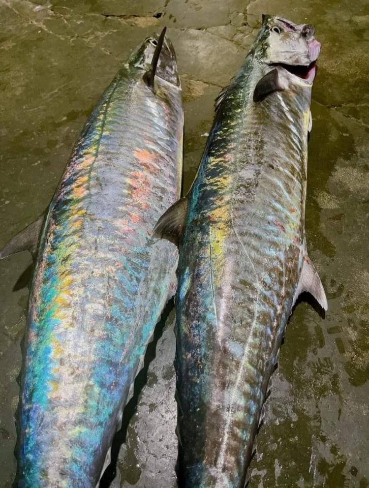 Cá thu nguyên con -duoc-ban-tai-Hải Sản Ngư Lộc