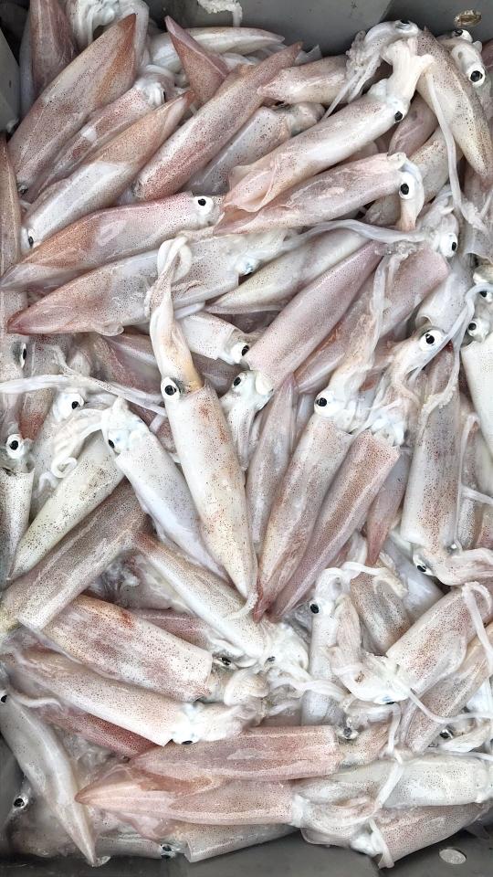 Mực ống câu 8-10 con-duoc-ban-tai-Hải Sản Ngư Lộc