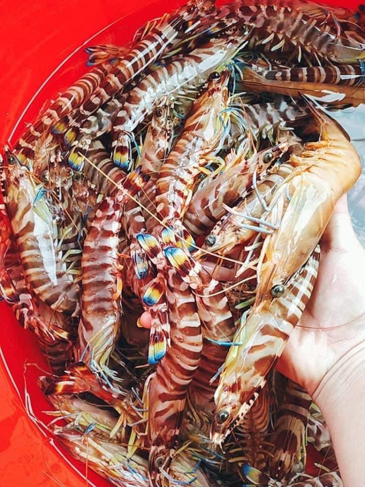 Tôm vằn biển 18-20 con-duoc-ban-tai-Hải Sản Ngư Lộc