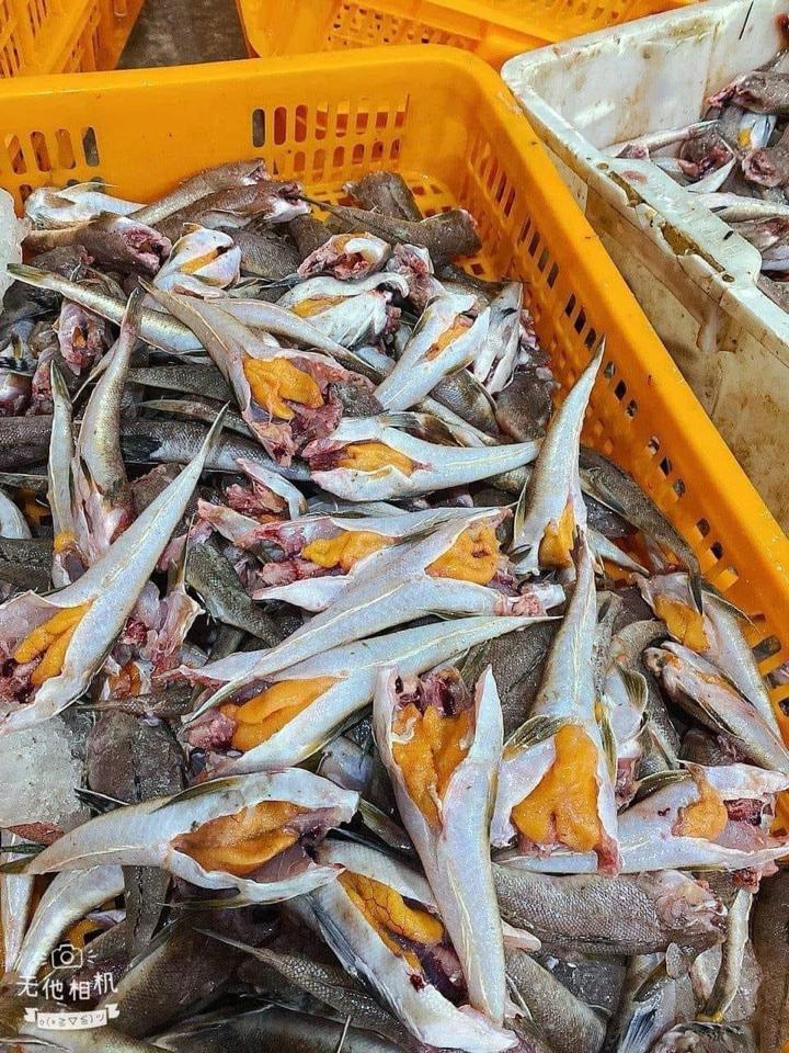Cá chai trứng-duoc-ban-tai-Cửa Tiệm Tạp Hoá SunKitchen