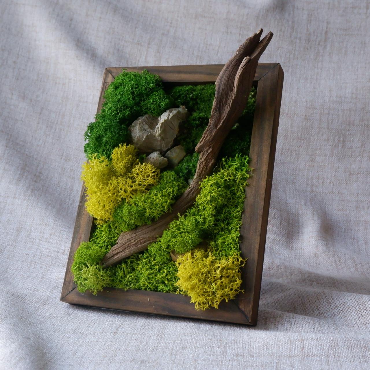Forest - S001-duoc-ban-tai-Ana Moss