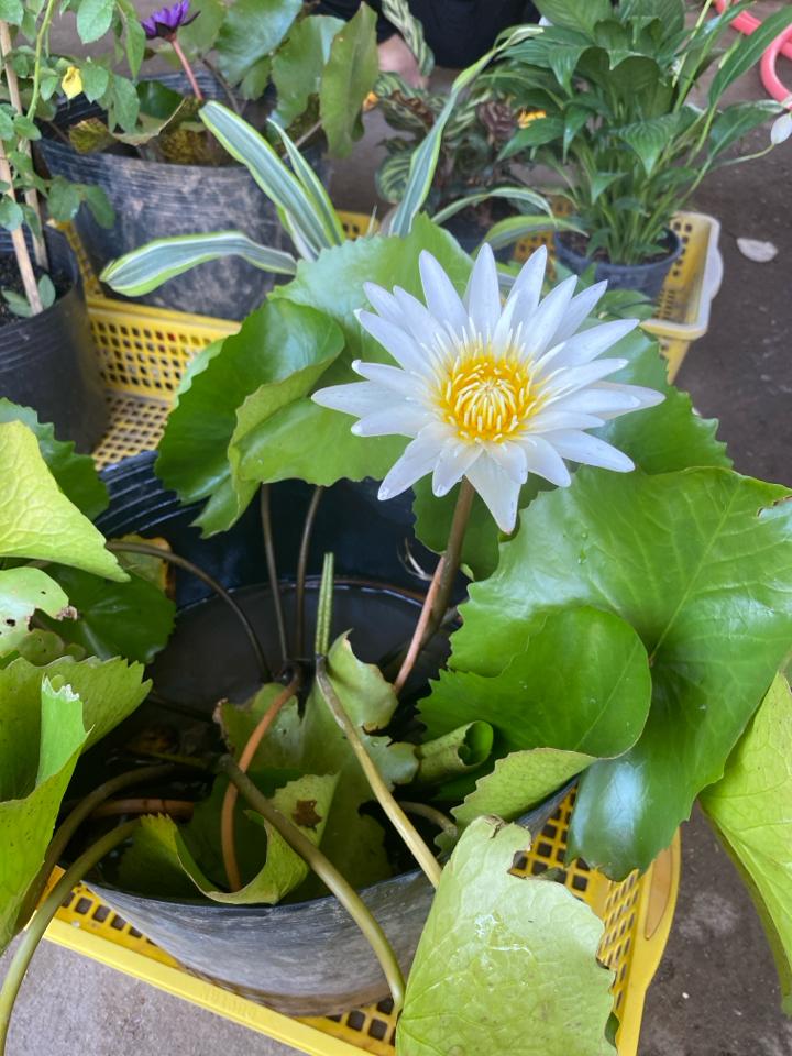 Súng Thái-duoc-ban-tai-Asaly Garden