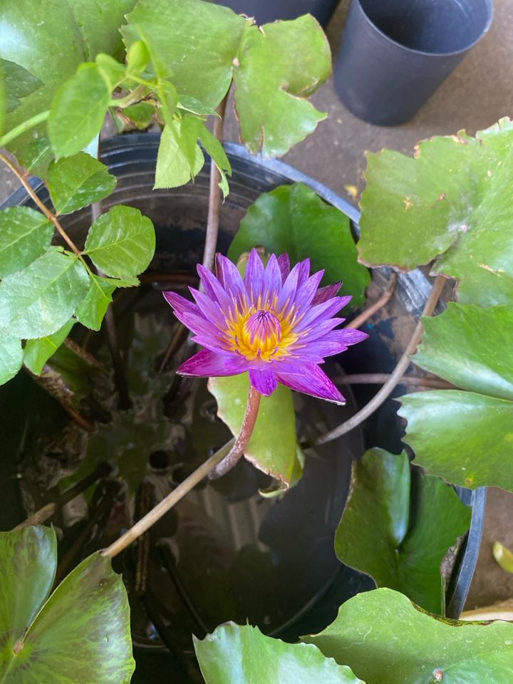 Súng Thái-duoc-ban-tai-Asaly Garden