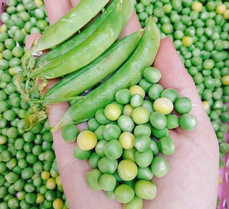 Đậu hà lan NON GMO canada 1kg-duoc-ban-tai-THỰC PHẨM CHAY QUẢNG CHÂN ĐÔNG LẠNH - KHÔ