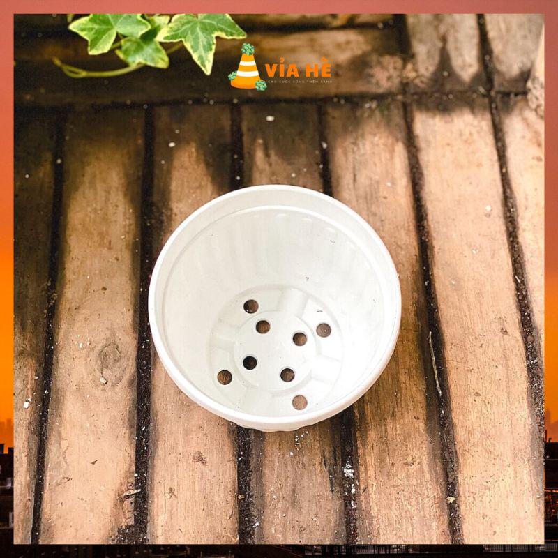 Chậu nhựa treo mini size nhỏ 11x9cm và 8x8cm trồng sen đá và dâu tây VIAHE chậu nhựa trồng sen đá có móc treo-duoc-ban-tai-Vỉa Hè Garden
