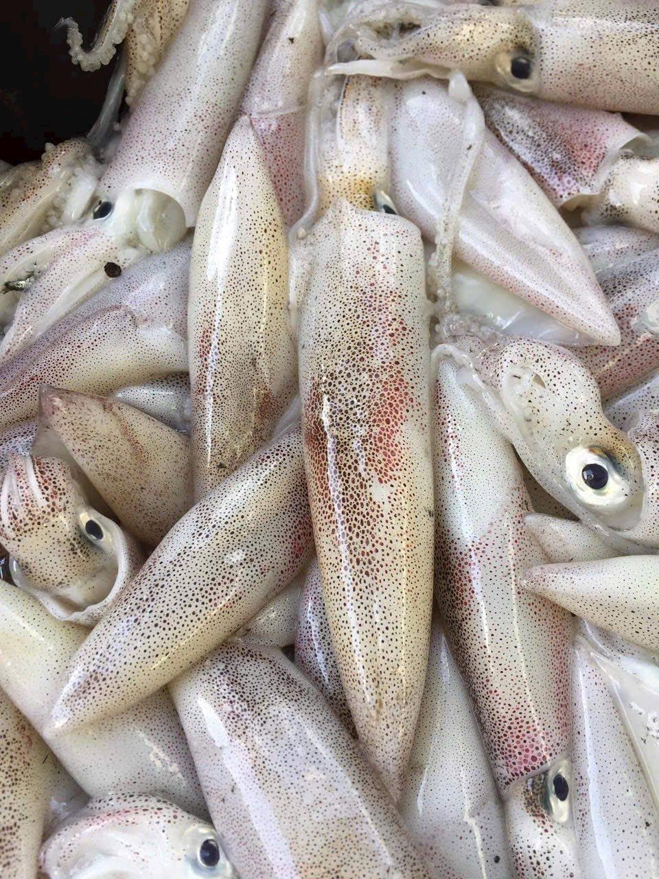 Mực ống size 18c/kg-duoc-ban-tai-Shop Dung Bùi