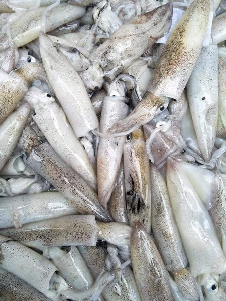 Mực trứng size 18c/kg-duoc-ban-tai-Shop Dung Bùi