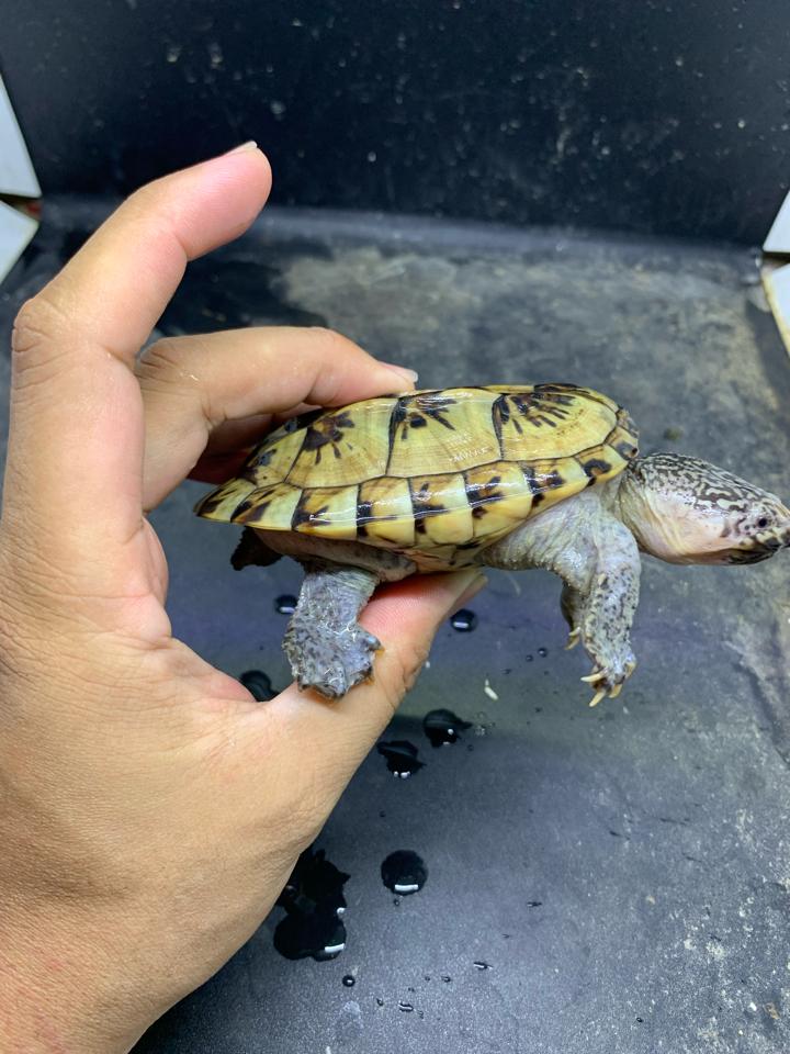 MS1: Mexican giant musk size 11-duoc-ban-tai-Thế Giới Rùa Cảnh