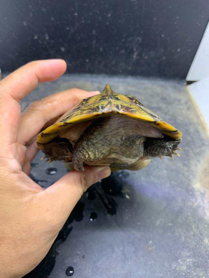 Mexican giant musk size 17, gãy 2 móng-duoc-ban-tai-Thế Giới Rùa Cảnh
