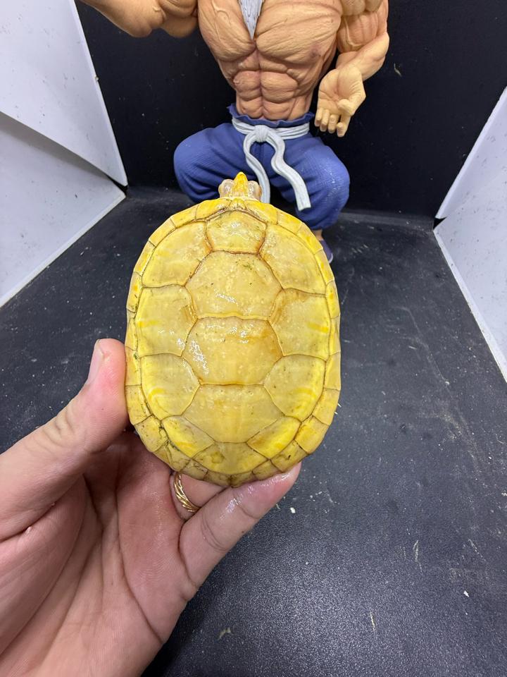 Tai đỏ albino đực size 10, full nét-duoc-ban-tai-Thế Giới Rùa Cảnh