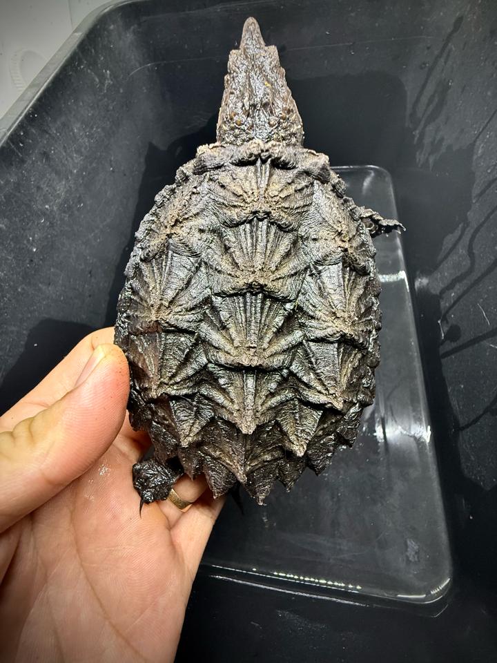 [Sẵn] Hybrid 1.0 size 10, than đen, full nét từ A-Z-duoc-ban-tai-Thế Giới Rùa Cảnh