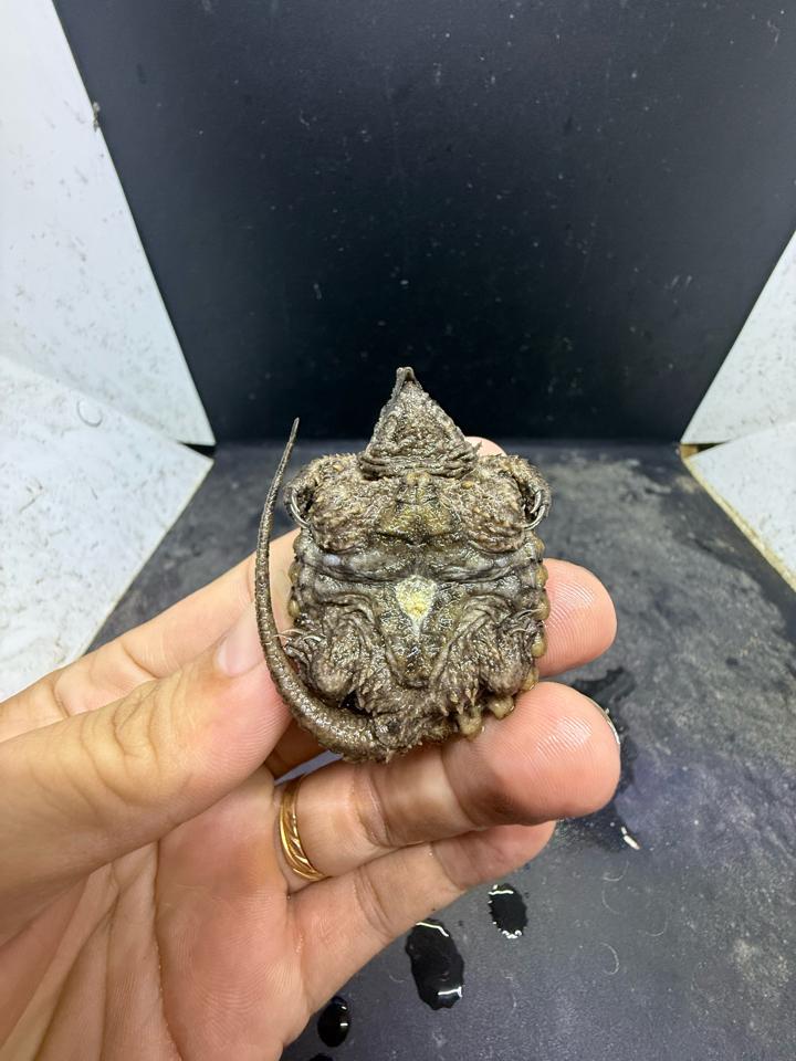 Ali size 4, rìa 3:4, full râu móng đuôi-duoc-ban-tai-Thế Giới Rùa Cảnh