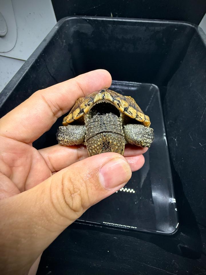 Comxflo fullgold size 9, tay to, mai gồ cao-duoc-ban-tai-Thế Giới Rùa Cảnh