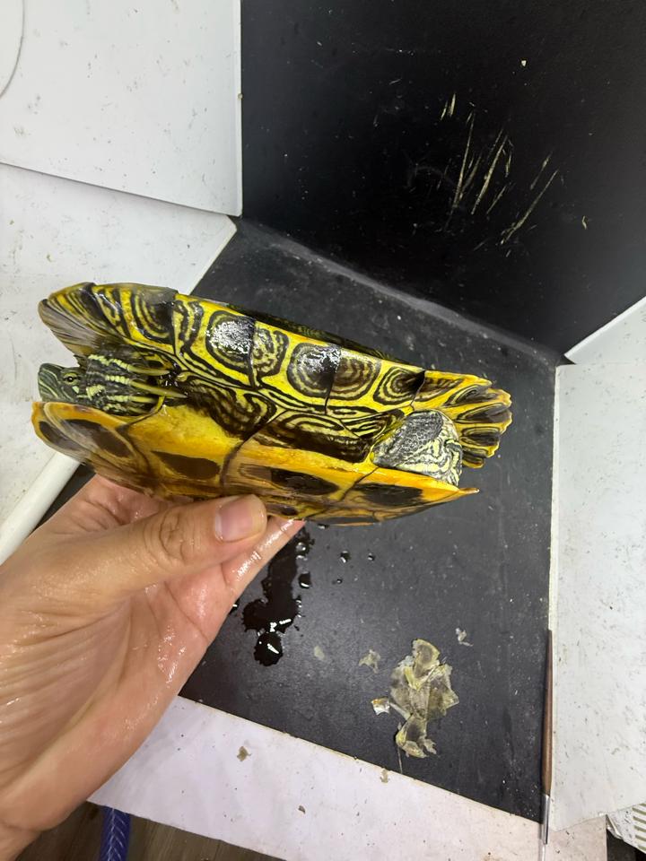 Tai đỏ đực size 16, full-duoc-ban-tai-Thế Giới Rùa Cảnh