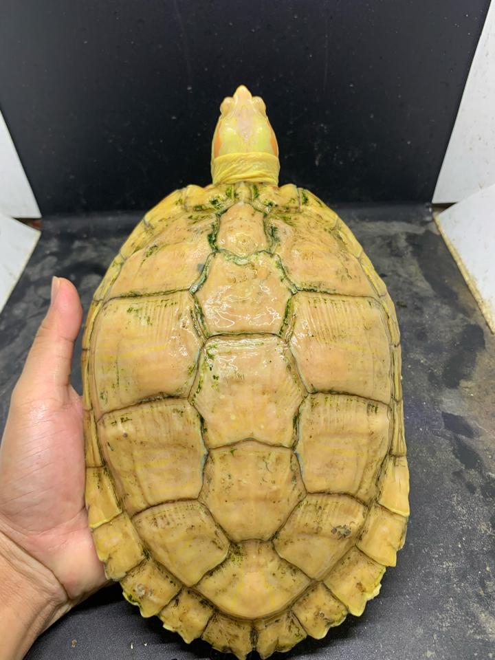 Tai đỏ albino cái sinh sản, size 23, full-duoc-ban-tai-Thế Giới Rùa Cảnh