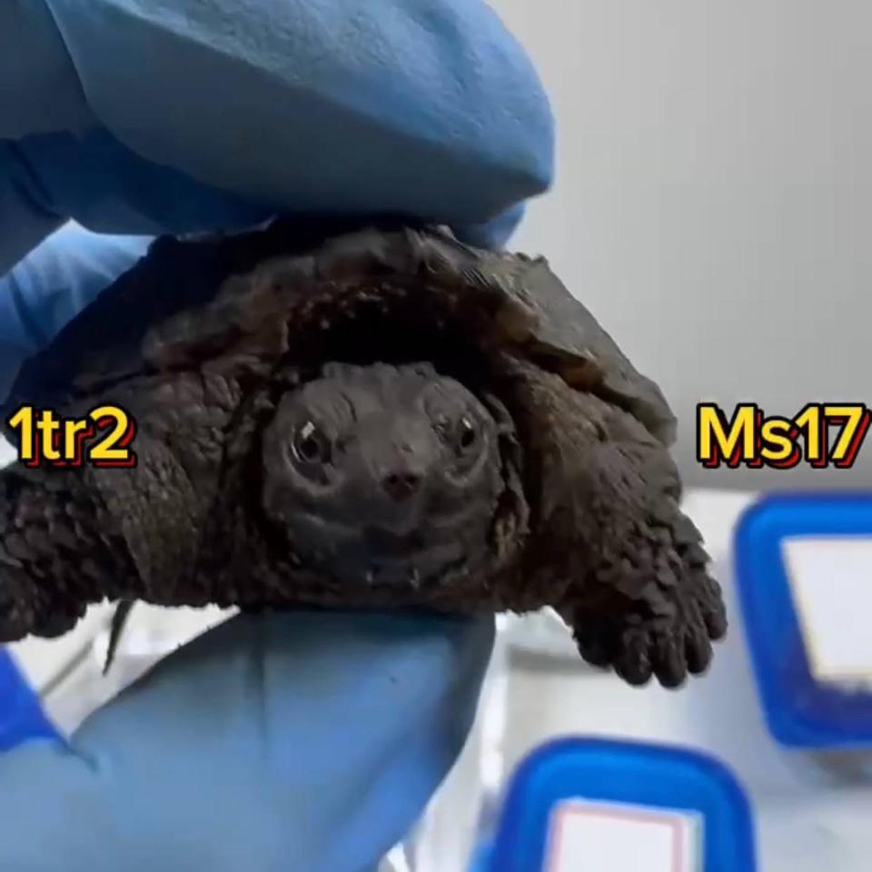 MS17: Com thuần size 6-7 (ib có clip)-duoc-ban-tai-Thế Giới Rùa Cảnh