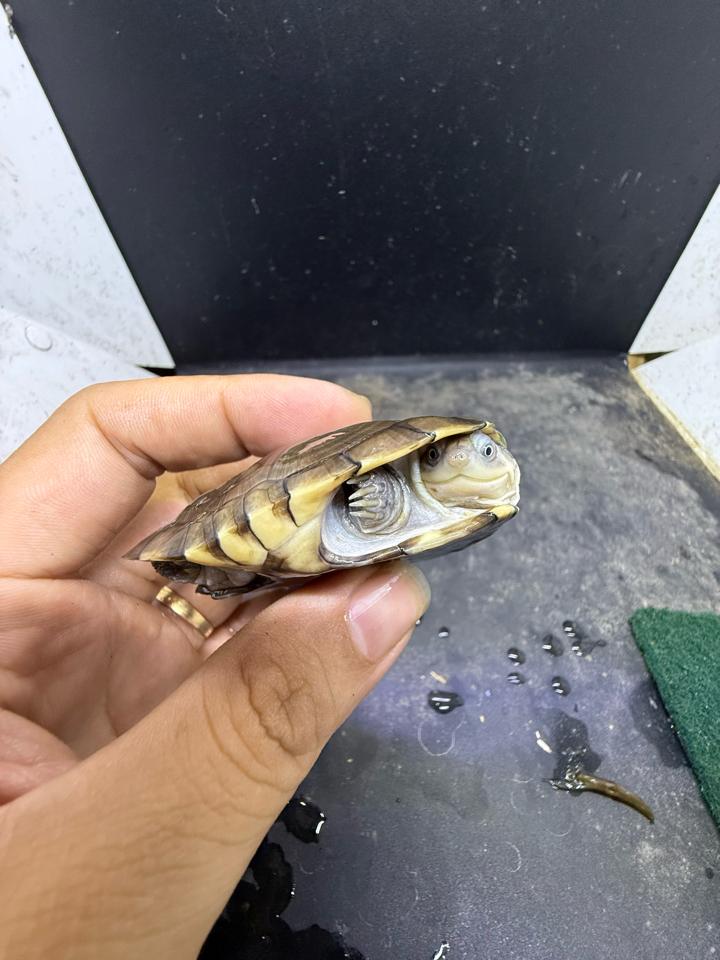 Mũ bảo hiểm size 7-8-duoc-ban-tai-Thế Giới Rùa Cảnh