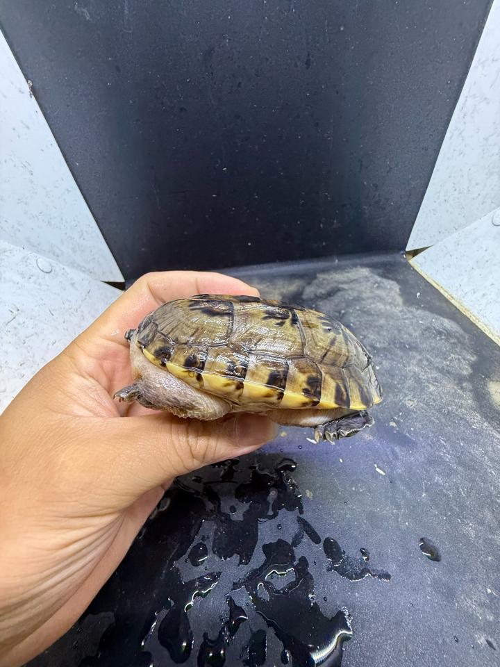 Mexican giant musk size 8, mẻ tí mép mỏ, siêu rẻ-duoc-ban-tai-Thế Giới Rùa Cảnh