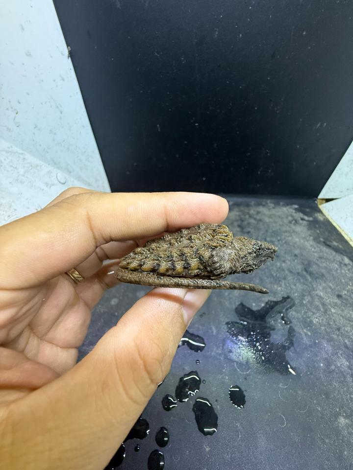 Ali size 4, rìa 3:4, full râu móng đuôi-duoc-ban-tai-Thế Giới Rùa Cảnh