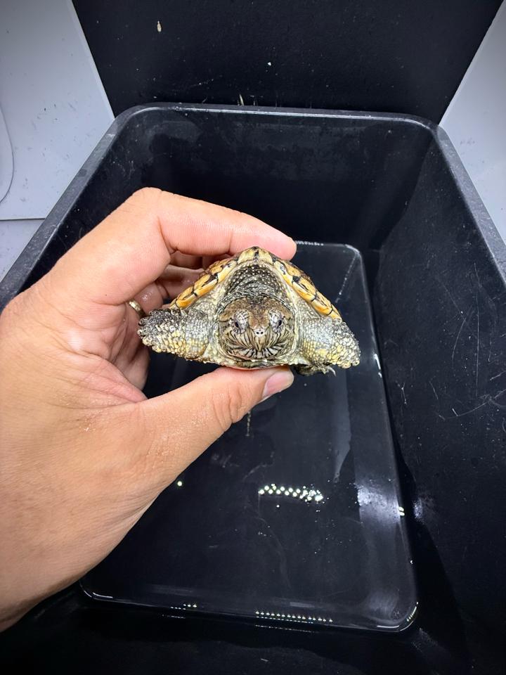 Comxflo fullgold size 9, tay to, mai gồ cao-duoc-ban-tai-Thế Giới Rùa Cảnh