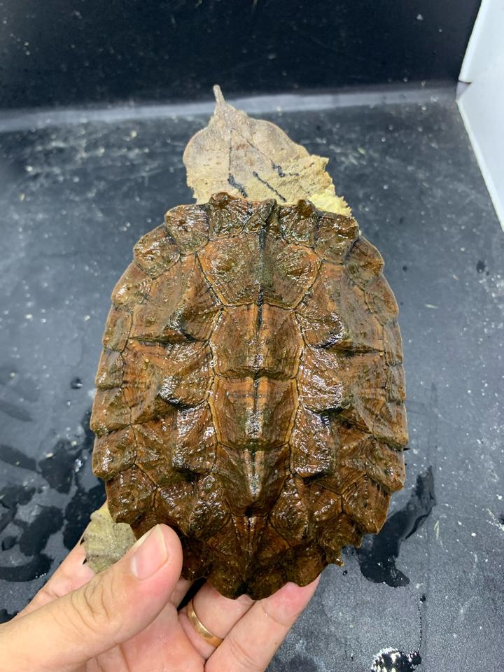 MS1: Red mata size 14-duoc-ban-tai-Thế Giới Rùa Cảnh