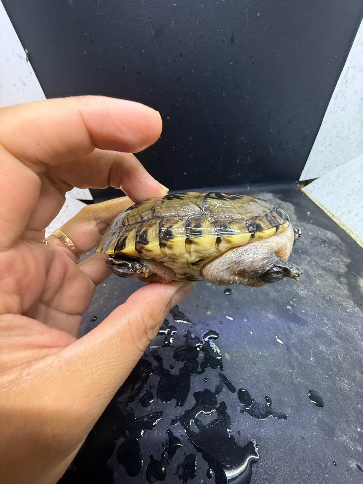Mexican giant musk size 8, mẻ tí mép mỏ, siêu rẻ-duoc-ban-tai-Thế Giới Rùa Cảnh