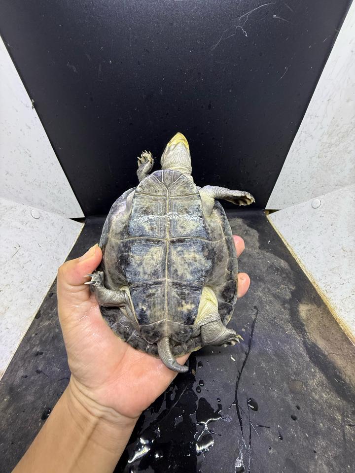 Ninja size 15-duoc-ban-tai-Thế Giới Rùa Cảnh
