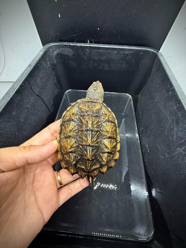 Comxflo fullgold size 9, tay to, mai gồ cao-duoc-ban-tai-Thế Giới Rùa Cảnh