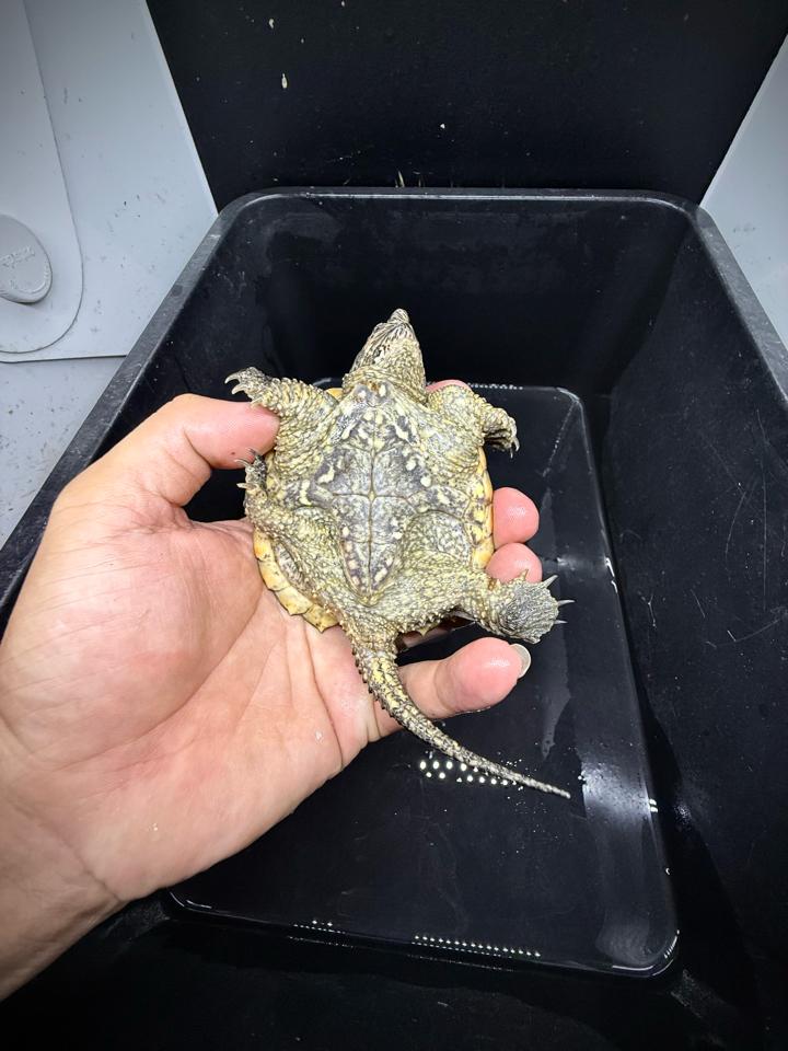 Comxflo fullgold size 9, tay to, mai gồ cao-duoc-ban-tai-Thế Giới Rùa Cảnh