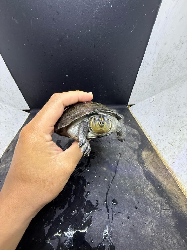 Ninja size 15-duoc-ban-tai-Thế Giới Rùa Cảnh