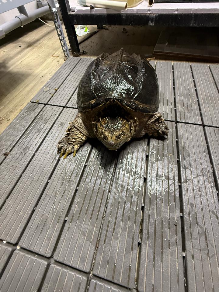 Comxflo gen trội, mai tàu ngầm, size 25, cái sinh sản, mòn đuôi nhẹ-duoc-ban-tai-Thế Giới Rùa Cảnh