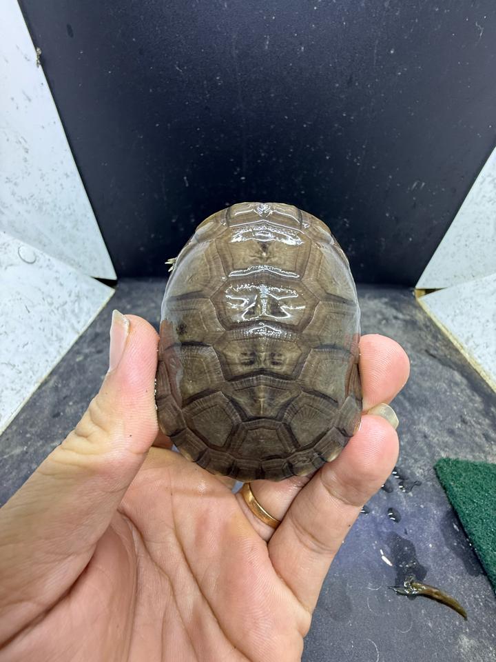 Mũ bảo hiểm size 7-8-duoc-ban-tai-Thế Giới Rùa Cảnh