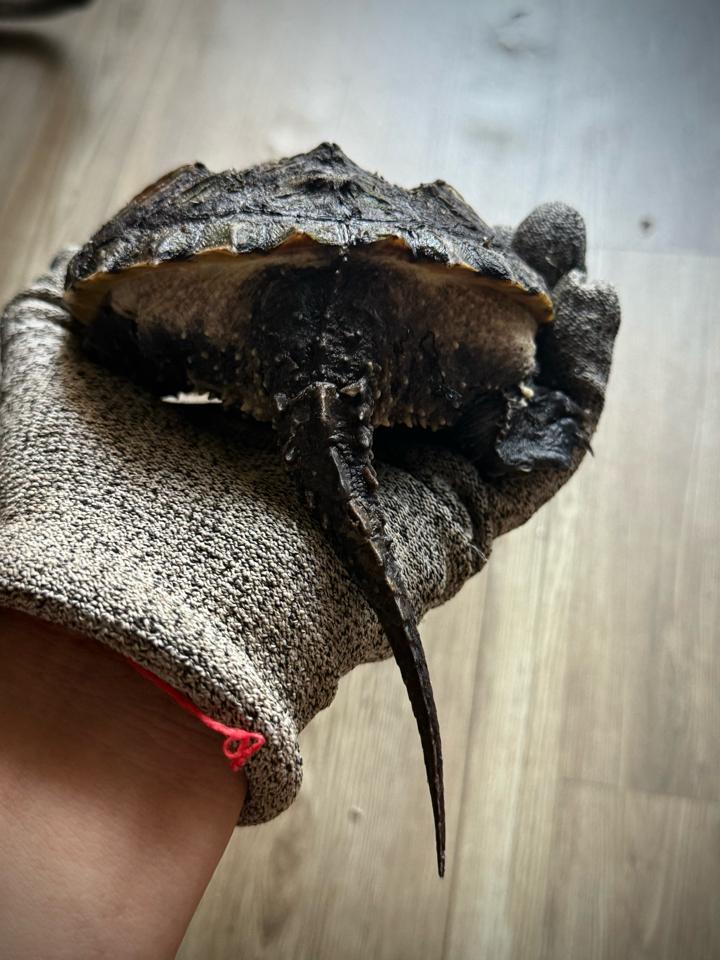 Florida size 14, mặt rắn, gai dài, full nét-duoc-ban-tai-Thế Giới Rùa Cảnh