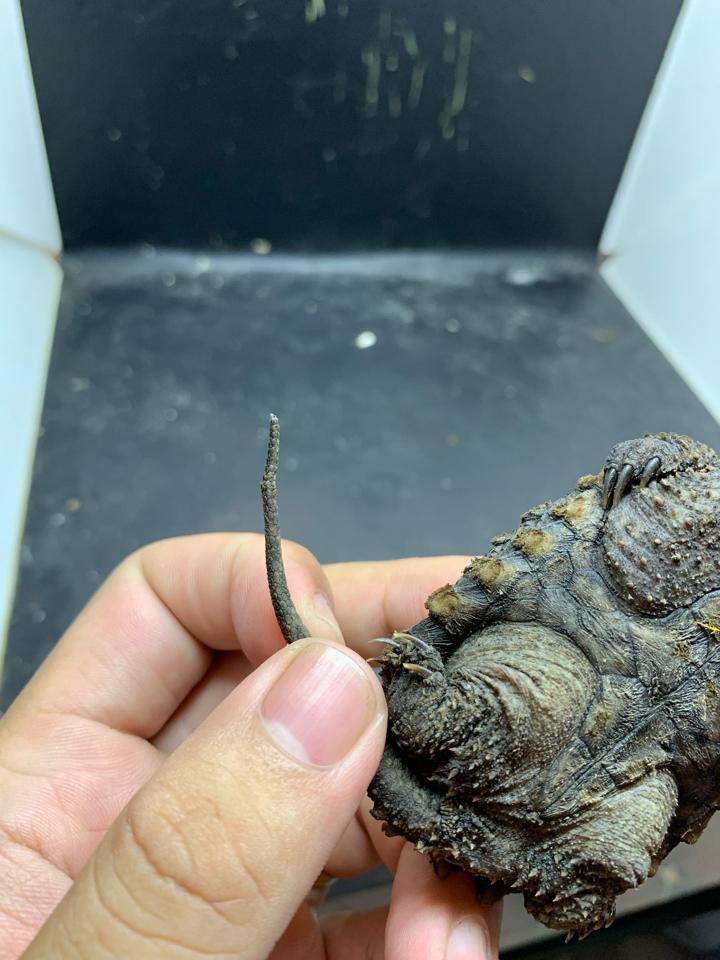 Ali size 7, rìa 3:3, mai cao, gãy 1 móng còn gốc, ngấn đuôi-duoc-ban-tai-Thế Giới Rùa Cảnh