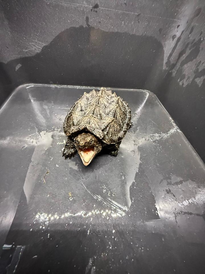 [Sẵn] Hybrid 1.0 size 10, than đen, full nét từ A-Z-duoc-ban-tai-Thế Giới Rùa Cảnh