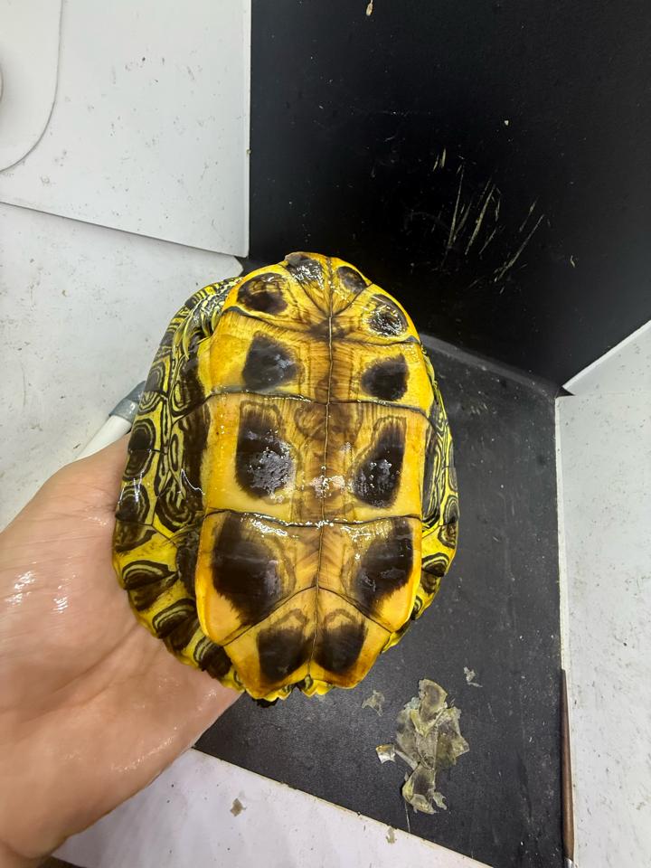 Tai đỏ đực size 16, full-duoc-ban-tai-Thế Giới Rùa Cảnh