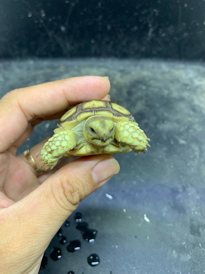Sulcata size 5-6-duoc-ban-tai-Thế Giới Rùa Cảnh