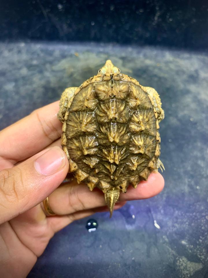 MS1: Hypo comx size 6-duoc-ban-tai-Thế Giới Rùa Cảnh